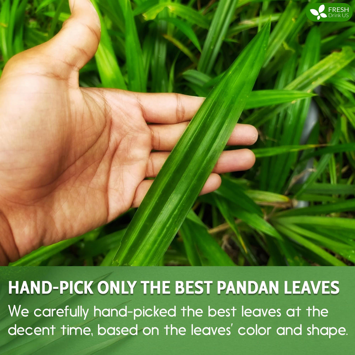 Premium Pandan Leaf Tea (55 Tea Bags)